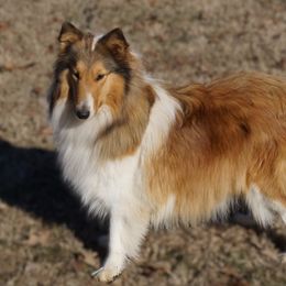 Emmy - Collie