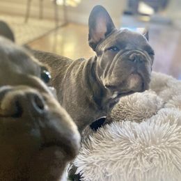 French Bulldogs from Charlotte McGhee's French Bulldogs