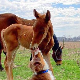 Australian Shepherd Puppies from Amazing Aussies