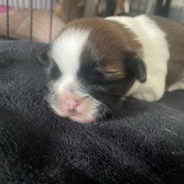 Peanut's girl 1 - Tricolor female Shih Tzu puppy in Lansing, Michigan from Cherie’s Purebred Shih Tzu’s