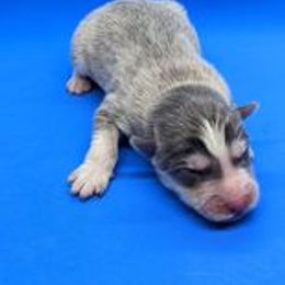 Pomsky Puppies from Our Pomsky Yard