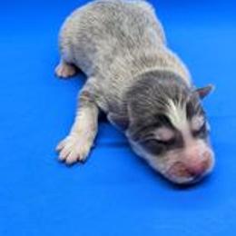 Pomsky Puppies from Our Pomsky Yard