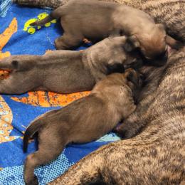 Australian Shepherd and Perro de Presa Canario Puppies from Lykaios Kennels