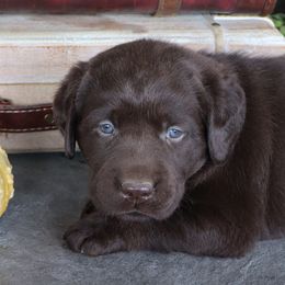 Ash - Chocolate male Labrador Retriever puppy in Camden, Indiana from Camden's Caring Canines