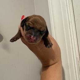 Girl 2 - Brindle female Dachshund puppy in Columbiana, Alabama from Tonya's Dachshunds