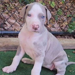 Tabitha - Silver female Great Dane puppy in Towaco, New Jersey from MommaDukes Danes