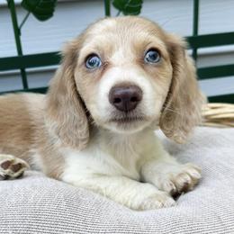 Lilac - Dachshund