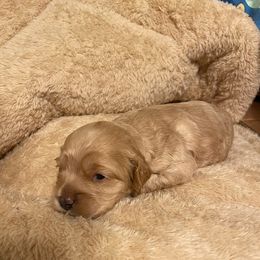 Buffy - Buff male Cockapoo puppy in California from Central Valley Scotties