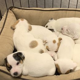 Jack Russell Terrier Puppies from Huckle Hill Jack Russell Terriers