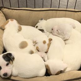 Jack Russell Terrier Puppies from Huckle Hill Jack Russell Terriers