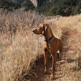 Vizsla Puppies from Virag Vizsla