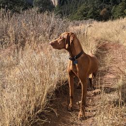Vizsla Puppies from Virag Vizsla