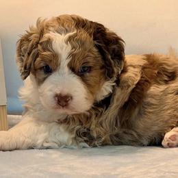 Aussiedoodles from Pillar Aussiedoodles