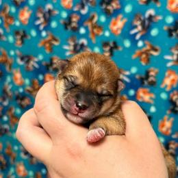 Sonic - Red male Shiba Inu puppy in Marshall, Minnesota from Tobitatsu Shiba Inu