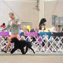 Portuguese Water Dog All Grown Up from HiBisKiss