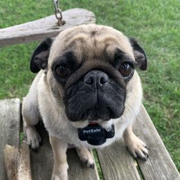 Willow or Wilby - Pug