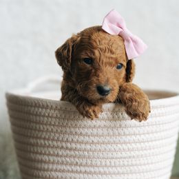 Girl 3 - Red  female Poodle puppy in Duncan, South Carolina from Abner Creek Poodles & Doodles