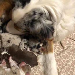 Australian Shepherd Puppies from Two Rivers Aussies