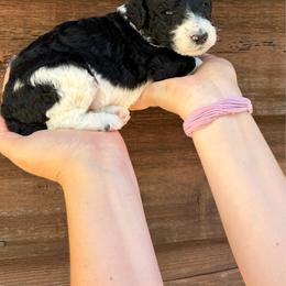 Benny - Parti male Poodle puppy in Roseville, California from Aura & Luxe Poodles