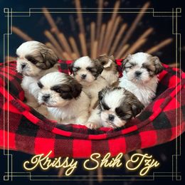 Shih Tzu Puppies from Krissy Shih Tzu