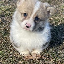 Danny - Red and white male American Corgi puppy in Mount Carmel, Tennessee from Hidden View Farm