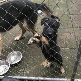 German Shepherd Puppies from Sandy’s Shepherds
