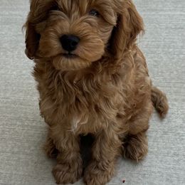 Goldendoodle Puppies from Miss Cindy’s Doodles