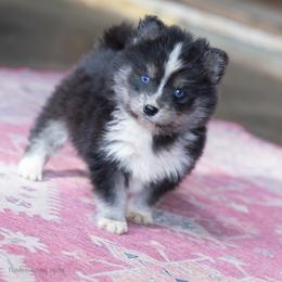 Chilly - Black and white female Pomsky puppy in Moultonborough, New Hampshire from Foxfire Arctic Spitz