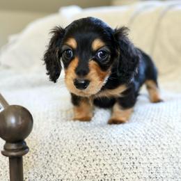 Frankie - Black and tan male Dachshund puppy in El Dorado Hills, California from Golden Hill Dachshunds