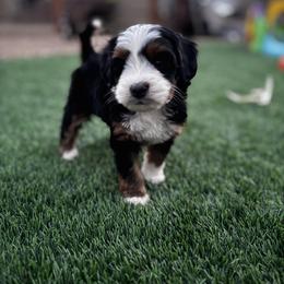 Witchie Poo - Tri-color female Bernedoodle puppy in Bountiful, Utah from EasyBreezyDoodles