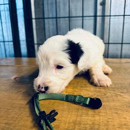 Dark green collar male - Parti male Goldendoodle puppy in Valdosta, Georgia from Fifth Day Farm