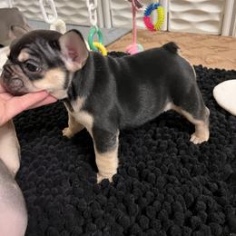 French Bulldog Puppies from Gichigami French Bulldogs