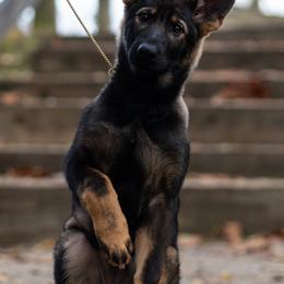German Shepherd Puppies from Zwinger Vom Rabenauge