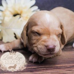 AKC Hunter - Red male Dachshund puppy in Christiansburg, Virginia from Little Legs Luxury Dachshunds LLC