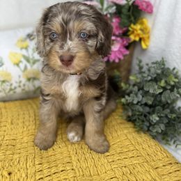 Aussiedoodle, Bernedoodle, and Goldendoodle Puppies from Little Golden Farm