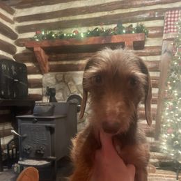 Emerald - Dachshund