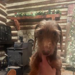 Emerald - Dachshund