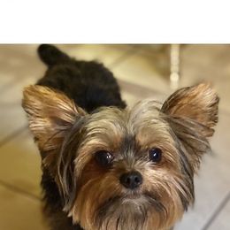Beau - Yorkshire Terrier