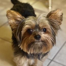 Beau - Yorkshire Terrier