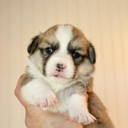 Muffin - Red male Pembroke Welsh Corgi puppy in Stockton, Utah from BW Corgis