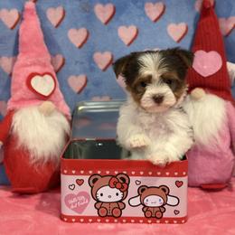 Riku - Chocolate, tan and white male Yorkshire Terrier puppy in Fredericksburg, Virginia from VA Exclusive Yorkies