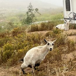 French Bulldog and Labrador Retriever Puppies from Desiree Ortiz's French Bull Dogs and Labrador Retrievers