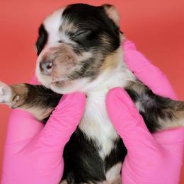 Remi3Boy3- BMM,Long,AKC,OFA,Genetics - Blue merle male Australian Shepherd puppy in South Hill, Virginia from Silverside Aussies LLC