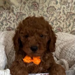 Billy - Red  male Poodle puppy in Mint Hill, North Carolina from DoodleForever