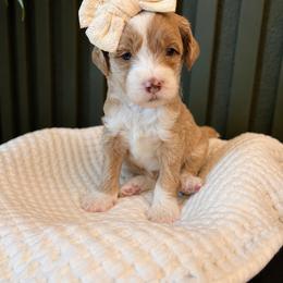 Ella - Apricot female Goldendoodle puppy in Van Alstyne, Texas from Forest Haven Doodle Co.