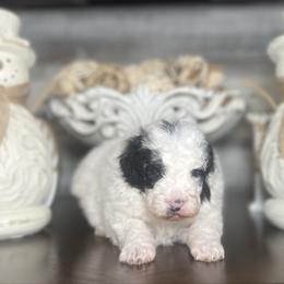 Blizzard - Parti male Poodle puppy in Quitman, Mississippi from P&D Palace