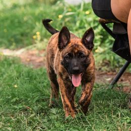Blue Collar - Gold brindle female Dutch Shepherd puppy in Dallas, Georgia from Bluestone Creek Dutch Shepherds