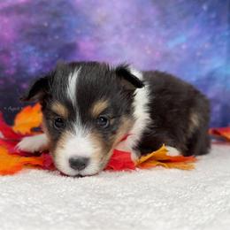 Tiny snips - Black white and tan female Shetland Sheepdog puppy in Elk, Washington from Asgard Shetland Sheepdogs