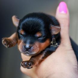 Yorkshire Terrier Puppies from Essence of Grace Yorkies