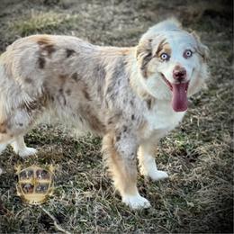 Australian Shepherd puppies from HP Aussie Kennels